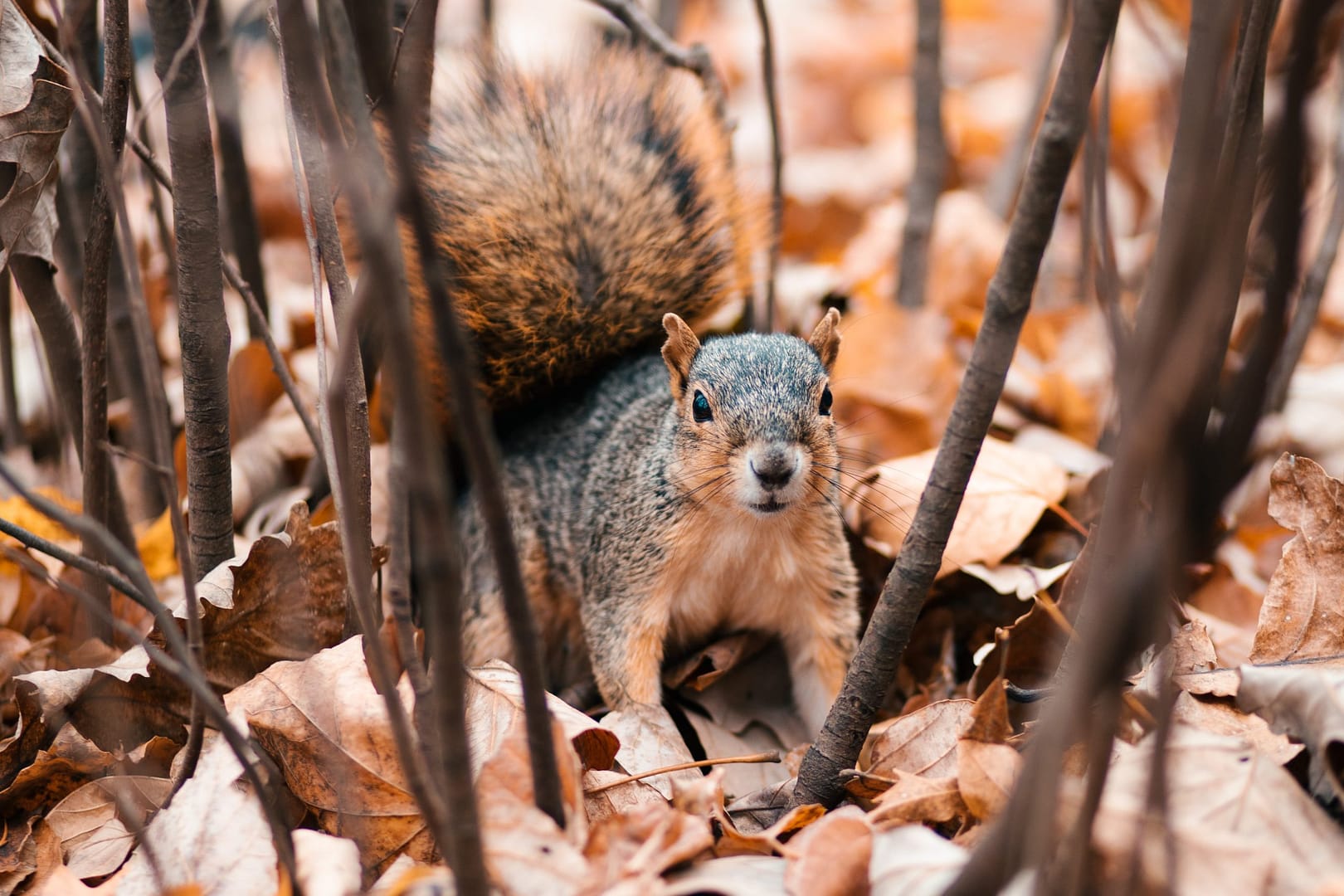 AU Name a Squirrel